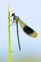 Banded demoiselle {Calopteryx splendens} male at rest, Lower Tamar Lake, Cornwall, UK. May