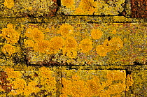 Yellow Scales lichen {Xanthoria parietina} growing on brick wall, Mevagissey, Cornwall, UK. May 2009.