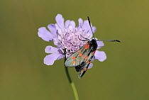 Six-spot burnet moth {Zygaena filipendulae} on Scabiour flower, Somerset, UK. June