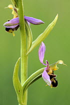 Bee orchid {Ophrys apifera} Bude, Cornwall, UK. June