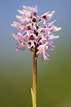 Monkey orchid flower {Orchis simia}, Hartslock nature reserve (SSSI), Oxfordshire, UK, May