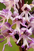 Close up of Monkey orchid flower {Orchis simia}, Hartslock nature reserve (SSSI), Oxfordshire, UK, May