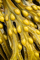 Bladder wrack {Fucus vesiculosus} seaweed, Cornwall, UK. March