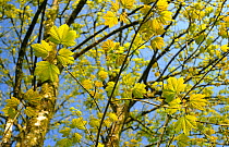 Sycamore {Acer pseudoplatanus} new leaves emerging in spring, Cornwall, UK, April 09.