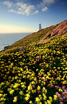 Kidney vetch {Anthyllis vulneraria} flowering on headland with Trevose Lighthouse in the distance, nr Padstow, Cornwall, UK. May 2009.