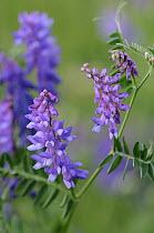 Tufted vetch {Vicia cracca} flowers, North Cornwall, UK. July