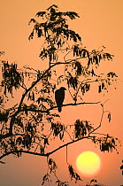 Grey-headed Fish Eagle (Ichtyophaga ichtyaetus) silhouette, perched in tree at sunset, Kaziranga NP, Assam, India