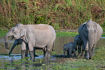 Asiatic / Indian Elephant (Elephas maximus) family group at water, Kaziranga NP, Assam, India