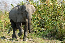 Asiatic / Indian Elephant (Elephas maximus) walking fast, Kaziranga NP, Assam, India