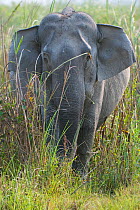 Asiatic / Indian Elephant (Elephas maximus) in long grass, Kaziranga NP, Assam, India