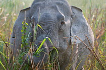 Asiatic / Indian Elephant (Elephas maximus) grazing in long grass, Kaziranga NP, Assam, India