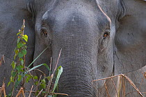Asiatic / Indian Elephant (Elephas maximus) close up in long grass, Kaziranga NP, Assam, India