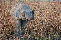 Asiatic / Indian Elephant (Elephas maximus) young elephant in long grass, Kaziranga NP, Assam, India