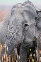 Asiatic / Indian Elephant (Elephas maximus) Kaziranga NP, Assam, India