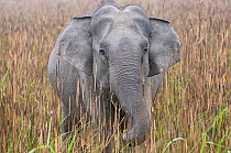 Asiatic / Indian Elephant (Elephas maximus) grazing in long grass, Kaziranga NP, Assam, India