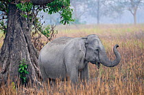 Asiatic / Indian Elephant (Elephas maximus) beside tree, Kaziranga NP, Assam, India