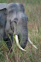 Asiatic / Indian Elephant (Elephas maximus), Kaziranga NP, Assam, India