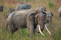 Asiatic / Indian Elephant (Elephas maximus) old bull elephant, Kaziranga NP, Assam, India