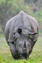 Indian Rhinoceros (Rhinoceros unicornis) moving forward with head lowered, Kaziranga NP, Assam, India