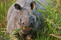 Indian Rhinoceros (Rhinoceros unicornis) grazing, Kaziranga NP, Assam, India