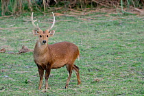 Hog Deer (Axis / Cervus porcinus), Kaziranga NP, Assam, India, Endangered species