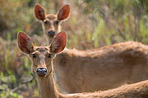Barasingha / Swamp Deer (Cervus duvauceli), females, Kaziranga NP, Assam, India, vulnerable species