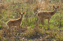 Barasingha / Swamp Deer (Cervus duvauceli), female and young, Kaziranga NP, Assam, India, vulnerable species