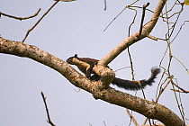 Malayan / Black Giant Squirrel (Ratufa bicolor) in tree, Assam, India
