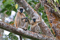 Black capped Langur (Trachypithecus pileatus) pair / adult and young in tree, Gibbon Wildlife Sanctuary, Assam, India, vulnerable species