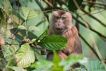 Pig-tailed Macaque (Macaca nemestrina) in tree, Gibbon Wildlife Sanctuary, Assam, India, vulnerable species