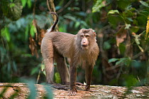 Pig-tailed Macaque (Macaca nemestrina) Gibbon Wildlife Sanctuary, Assam, India, vulnerable species