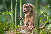 Pig-tailed Macaque (Macaca nemestrina)  Gibbon Wildlife Sanctuary, Assam, India, vulnerable species