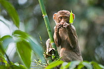 Pig-tailed Macaque (Macaca nemestrina) juvenile feeding, Gibbon Wildlife Sanctuary, Assam, India, vulnerable species
