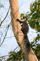 Malayan Giant Squirrel (Ratufa bicolor) climbing tree, Gibbon Wildlife Sanctuary, Assam, India
