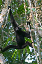 Hoolock / White browed gibbon (Hylobates hoolock) male stretching, clinging to lianas in forest, Gibbon Wildlife Sanctuary, Assam, India, Endangered species