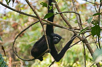 Hoolock / White browed gibbon (Hylobates hoolock) male stretching, clinging to lianas in forest, Gibbon Wildlife Sanctuary, Assam, India, Endangered species