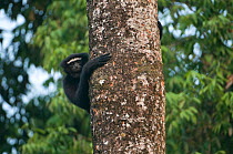 Hoolock / White browed gibbon (Hylobates hoolock) male climbing tree trunk, Gibbon Wildlife Sanctuary, Assam, India, Endangered species