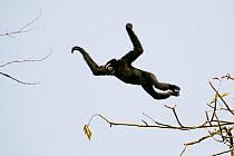Hoolock / White browed gibbon (Hylobates hoolock) male leaping, Gibbon Wildlife Sanctuary, Assam, India, Endangered species