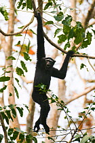 Hoolock / White browed gibbon (Hylobates hoolock) male hanging from branches, Gibbon Wildlife Sanctuary, Assam, India, Endangered species
