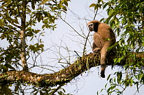 Hoolock / White browed gibbon (Hylobates hoolock) female sitting in tree, Gibbon Wildlife Sanctuary, Assam, India, Endangered species