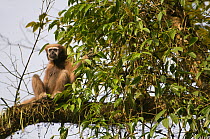 Hoolock / White browed gibbon (Hylobates hoolock) female sitting in tree, Gibbon Wildlife Sanctuary, Assam, India, Endangered species