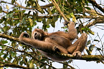 Hoolock / White browed gibbon (Hylobates hoolock) female resting in tree, Gibbon Wildlife Sanctuary, Assam, India, Endangered species