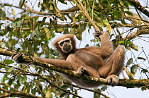 Hoolock / White browed gibbon (Hylobates hoolock) female resting in tree, Gibbon Wildlife Sanctuary, Assam, India, Endangered species