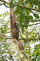 Hoolock / White browed gibbon (Hylobates hoolock) female hanging from branches in tree, Gibbon Wildlife Sanctuary, Assam, India, Endangered species