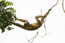 Hoolock / White browed gibbon (Hylobates hoolock) female swinging from branches in tree, Gibbon Wildlife Sanctuary, Assam, India, Endangered species
