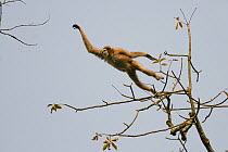 Hoolock / White browed gibbon (Hylobates hoolock) female leaping from tree, Gibbon Wildlife Sanctuary, Assam, India, Endangered species