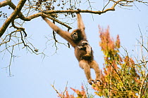 Hoolock / White browed gibbon (Hylobates hoolock) female swinging through trees carrying infant of one month, Gibbon Wildlife Sanctuary, Assam, India, Endangered species