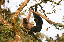Hoolock / White browed gibbon (Hylobates hoolock) female and male mating in tree, Gibbon Wildlife Sanctuary, Assam, India, Endangered species
