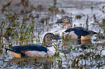 Comb Duck (Sarkidiornis melanotos), Keoladeo Ghana / Bharatpur NP, Rajasthan, India