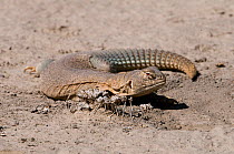 Indian spiny-tailed lizard (Uromastyx hardwickii), Tal Chapar Sanctuary, Rajasthan, India